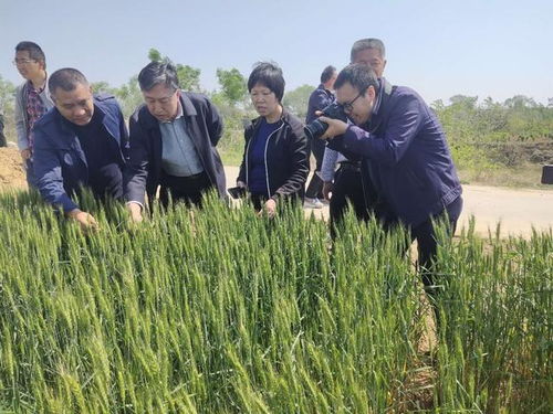 喬日紅調(diào)研指導(dǎo)絳縣小麥凍害，推進(jìn)農(nóng)業(yè)技術(shù)推廣助力生產(chǎn)