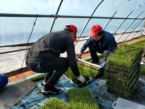 黨建領航聚合力 科技助農促增收——興凱湖農技推廣中心提質增效踐初心