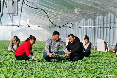 阜南田間煥新機 農技服務進大棚，科技賦能助振興