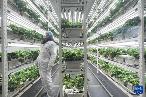 草莓小鎮(zhèn)迎來產(chǎn)銷旺季，農(nóng)業(yè)技術(shù)推廣助力產(chǎn)業(yè)升級(jí)